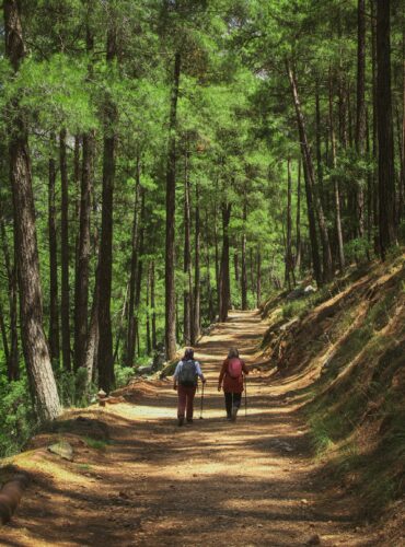 Two hikers walking along a peaceful forest trail in Isparta, Türkiye, surrounded by lush green trees.
